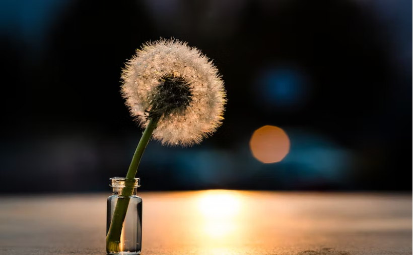 Dandelion seed head in a glass of water with sun reflecting in front of it
