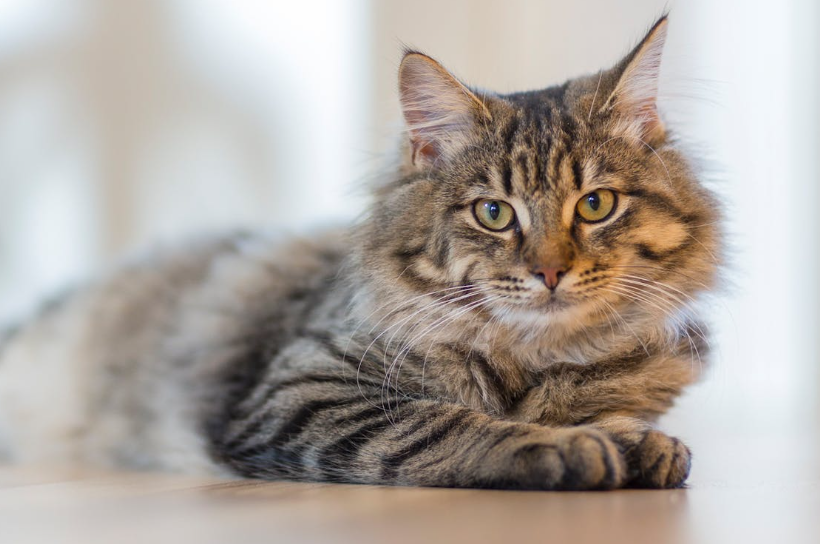 An AI App That Detects If Cats Are In Pain Is Helping Pet Owners Reduce Unnecessary Vet Visits