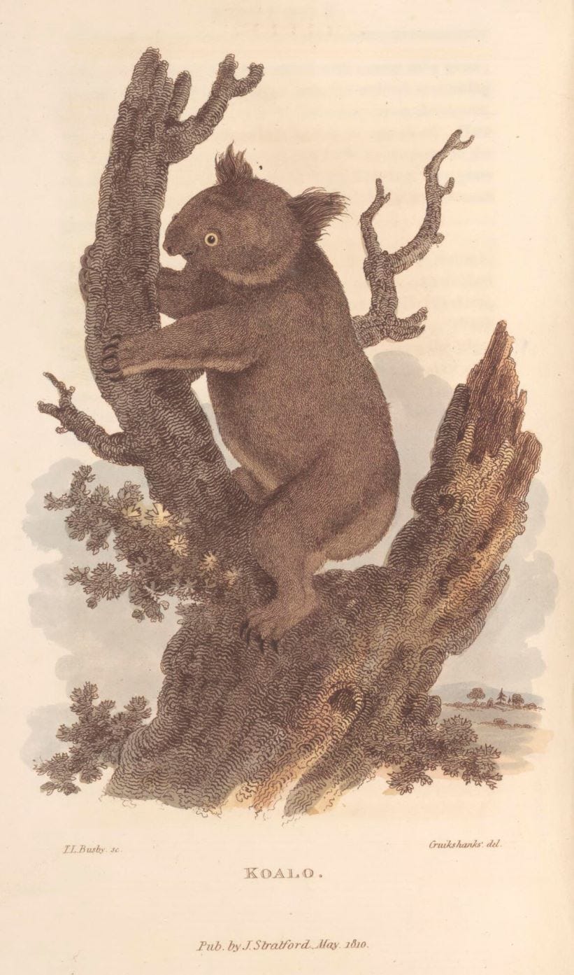 Illustration of a koala in a tree. In the drawing, the koala’s face looks wonkier than in real life.