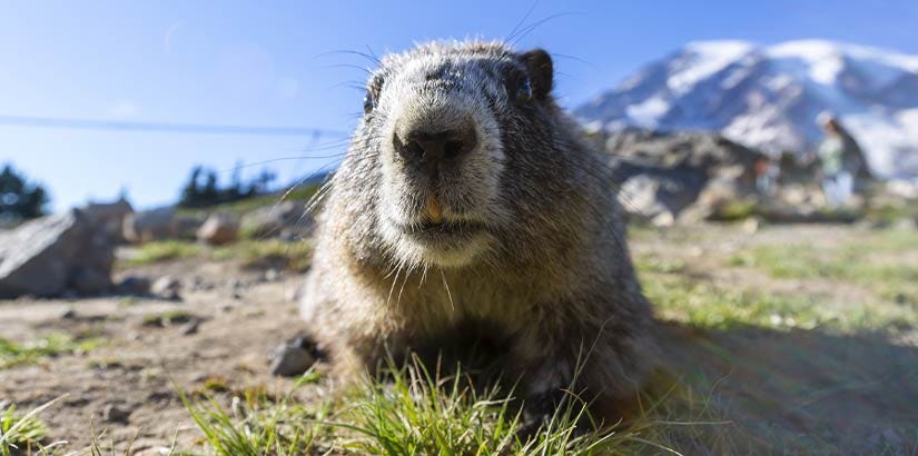 A ground hog represents deja vu