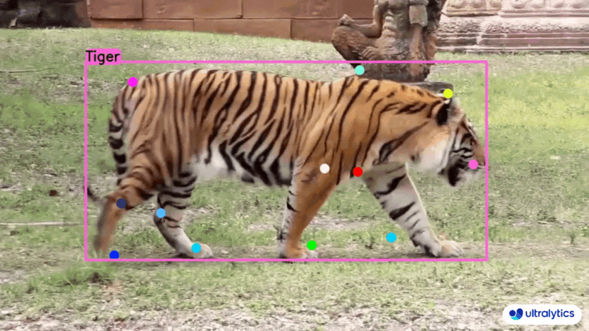 Ultralytics YOLOv8 Pose Inference with Tiger-Pose Estimation Model