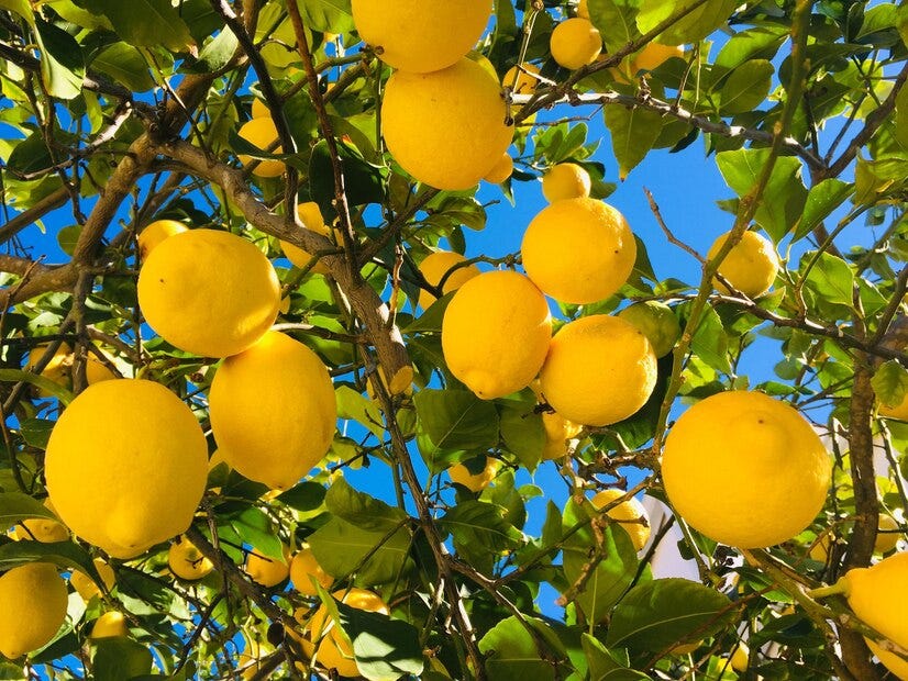 How to prune a lemon tree