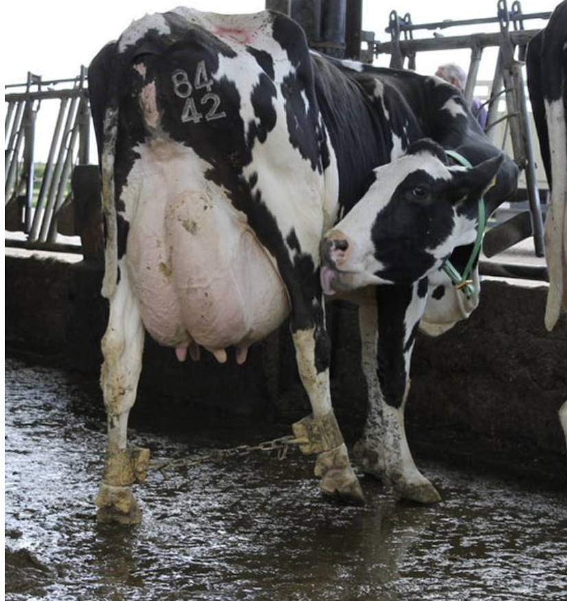 A image of a genetically altered cow with huge udders