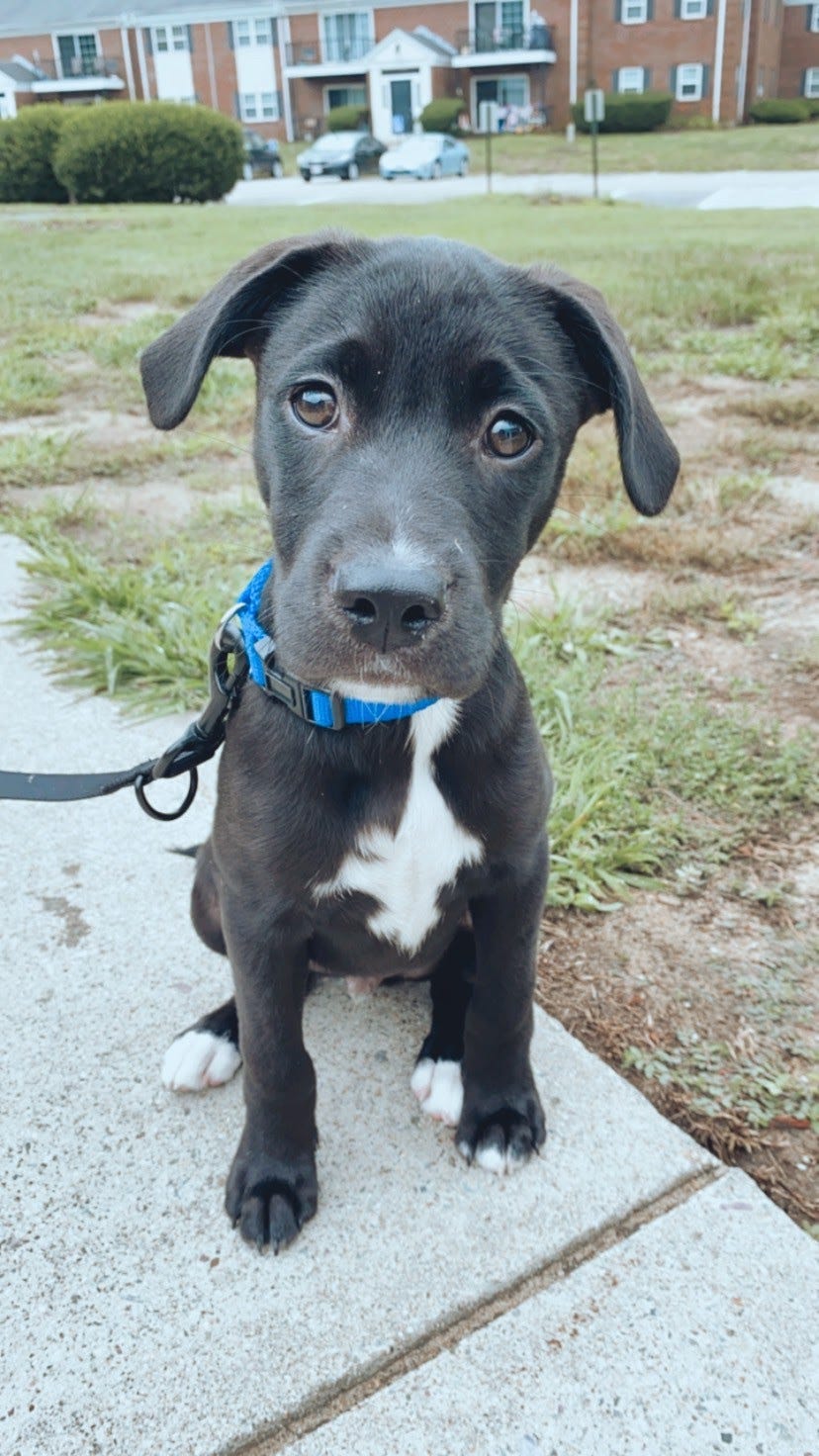 A photo of my black and white lab mix, Watson.