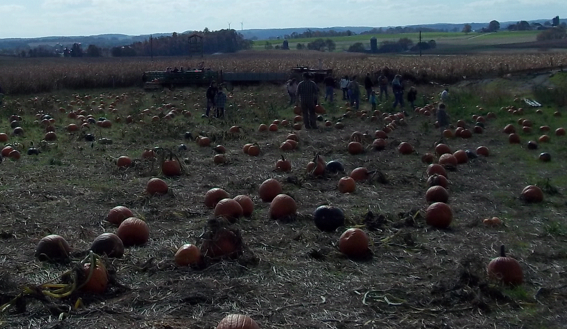 pumpkinfield.gif