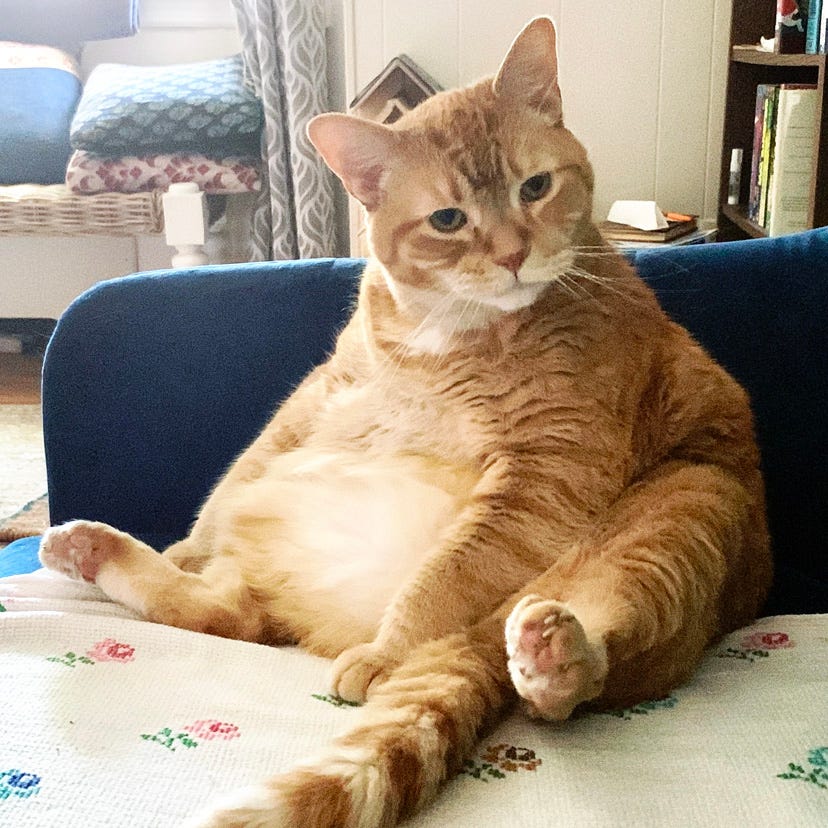 Our Orangeling Pudge Clementine sitting with his glorious embonpoint on display, listening to something with rapt attention