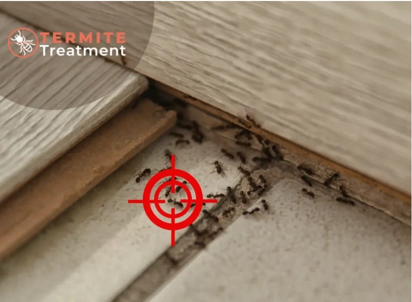 Termite Control Services in Sydney