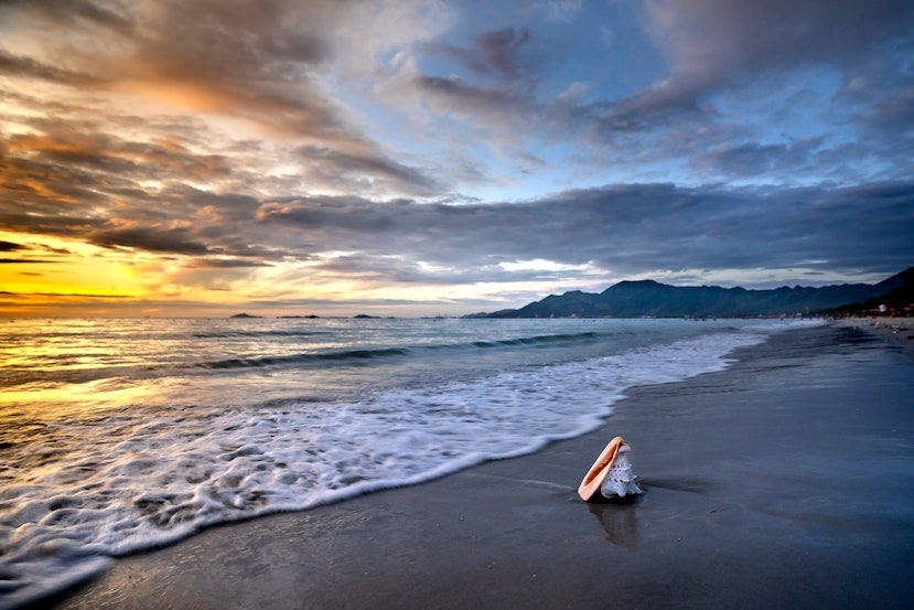 Photo by Quang Nguyen Vinh: https://www.pexels.com/photo/shell-on-sea-beach-6872201/