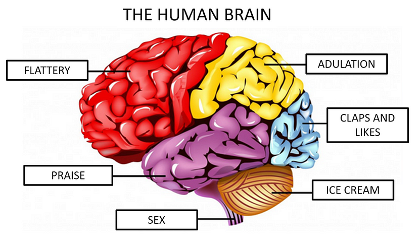 The latest research shows that most of the male brain is focused on flattery, adulation, praise, claps and likes. An ever-shrinking part thinks about sex and ice cream.