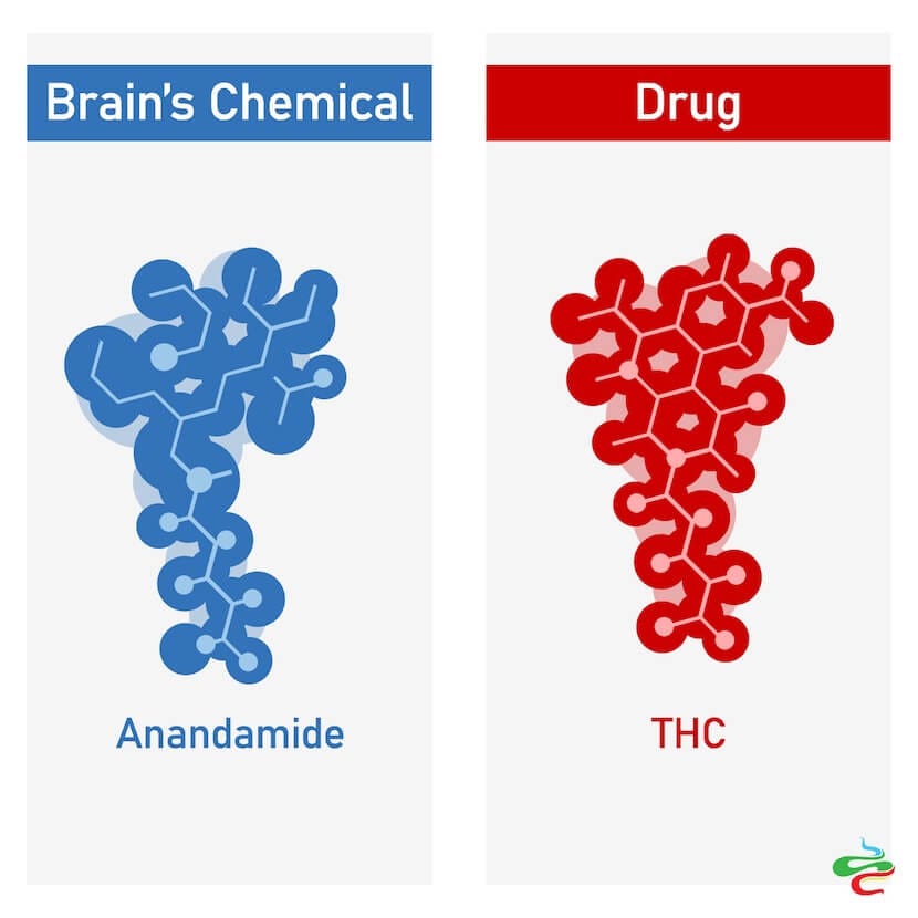 Anandamide and THC chemical structure
