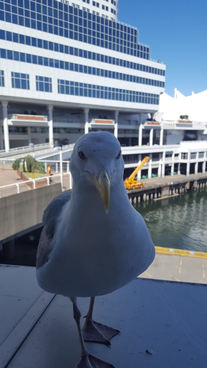 Sea Gull