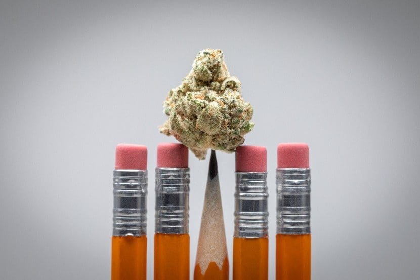 A dried cannabis flower sitting on top of a group of pencils on a white background.