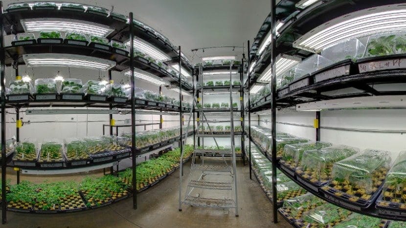 A fish-eye shot of shelves of young cannabis plants in a greenhouse.