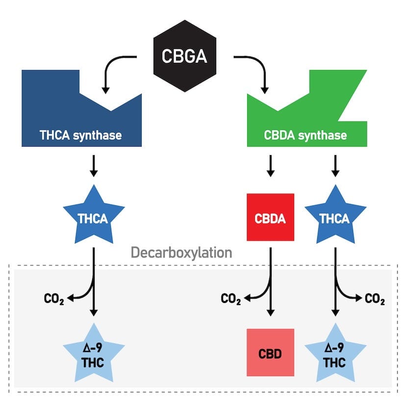 Diagram of THC and CBD biosynthetic pathways.