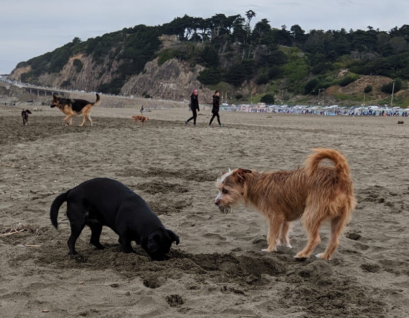 Our dogs, Shadow and The Professor digging at the beach