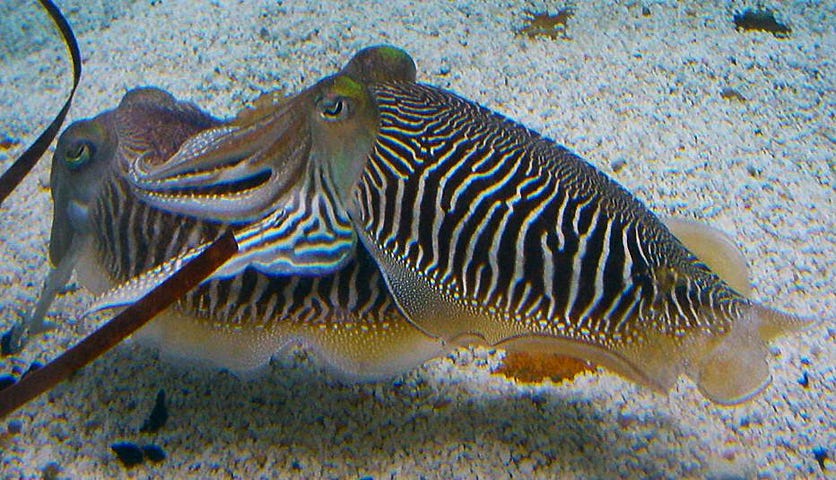 sepia_officinalis_cuttlefish_striped_breeding_pattern