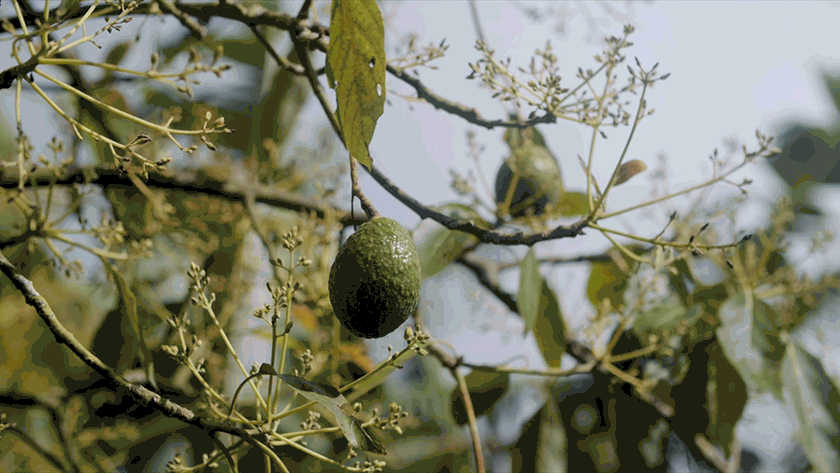 One of the most biodiverse forests in the world is under attack from illegal growers who are burning enormous plots of land