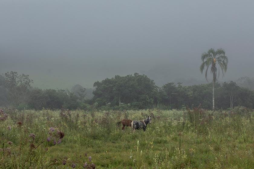 The Atlantic Forest, known locally as Mata Atlânica, is Brazil’s richest and most threatened forest land. (Photo: Renato Stoc