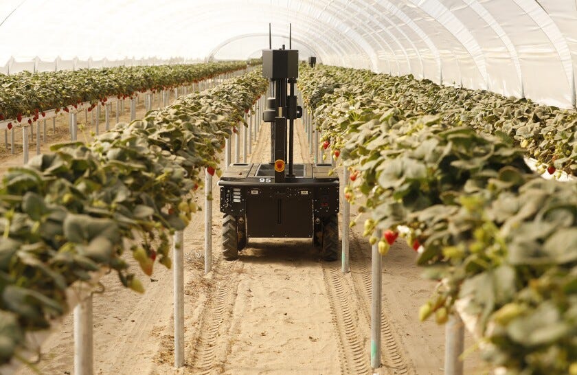 Tortuga Agtech robot strawberry harvester