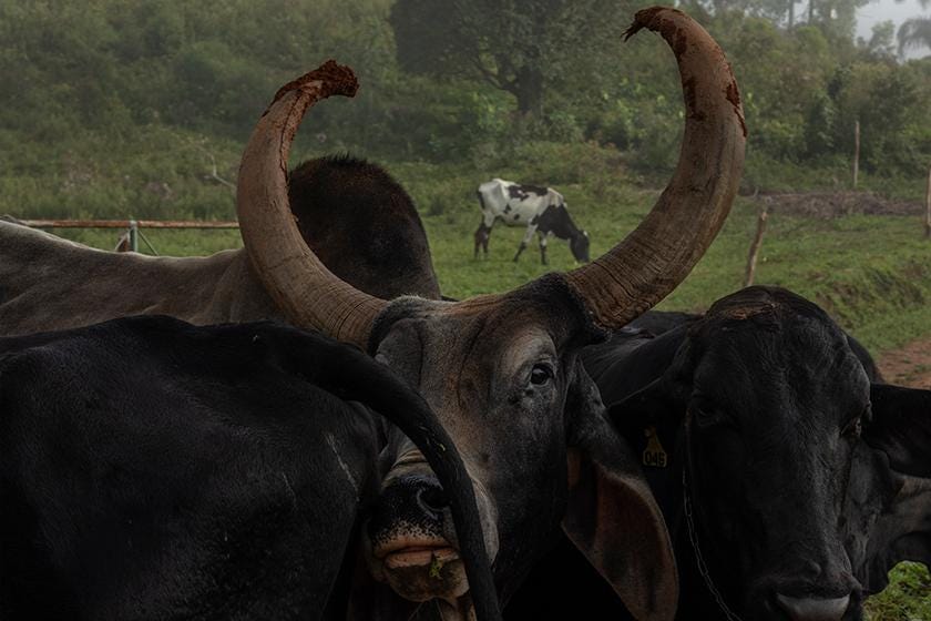 The forest has endured three centuries of deforestation to make way for grazing land and farming. Locals rivers, springs, and