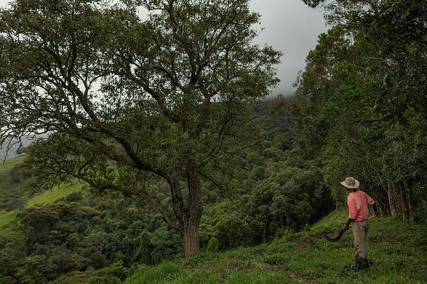 The cutting down of trees by man was considered a noble practice for most of Brazil’s existence, but today the forest faces e