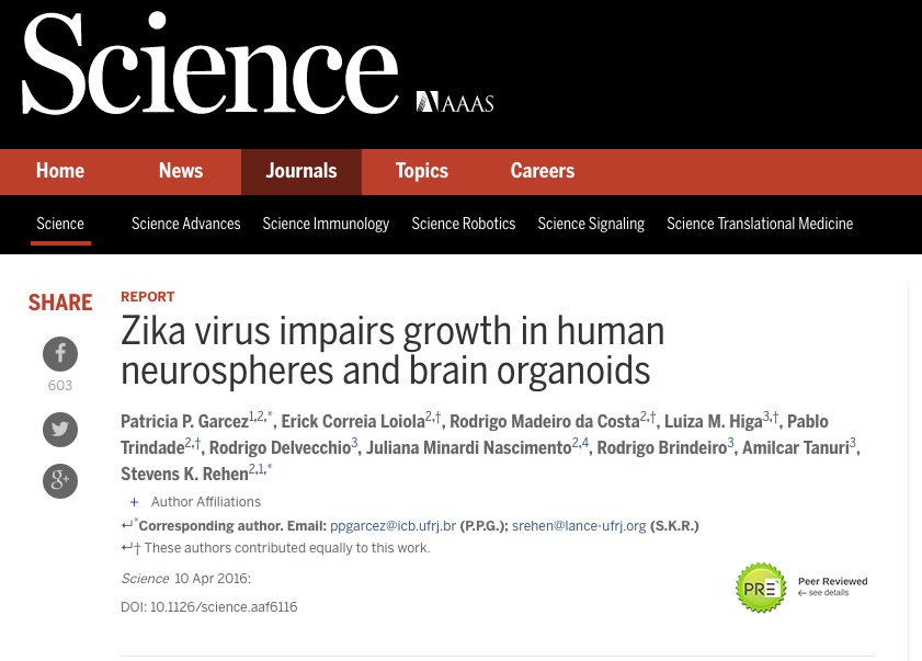 zika virus graphical abstract