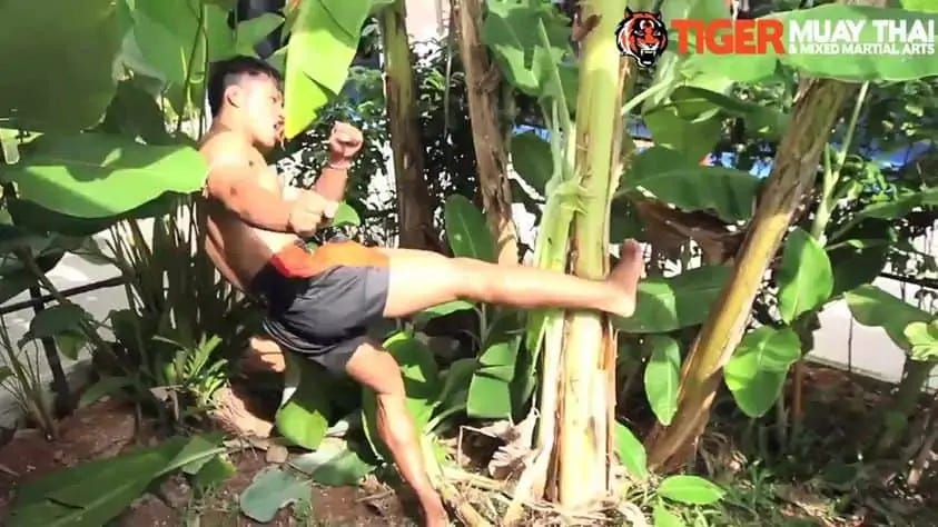 A Thai boxer kicking a banana tree trunk to condition his shins.