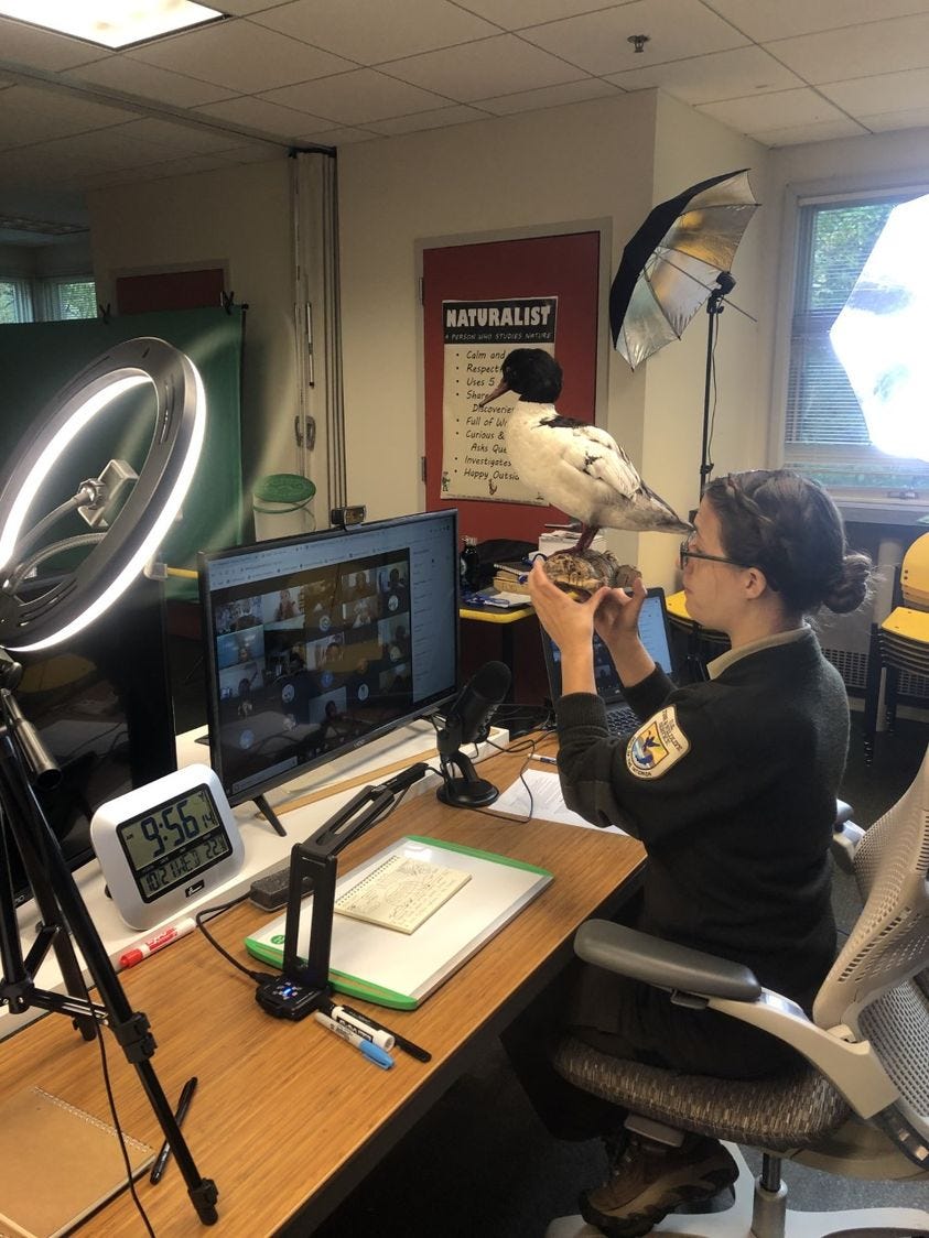 A female ranger in uniform holds a model duck in front of a webcam and ring light while students look on from a virtual class