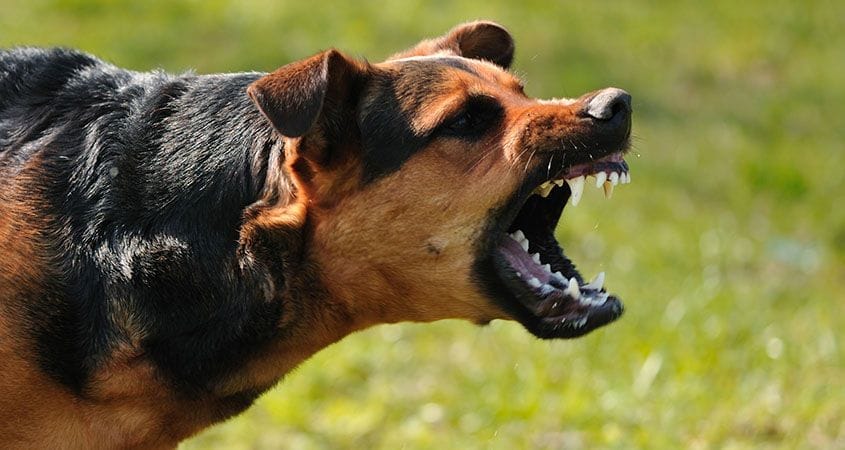 How Can I Teach My Dog To Defend Itself?