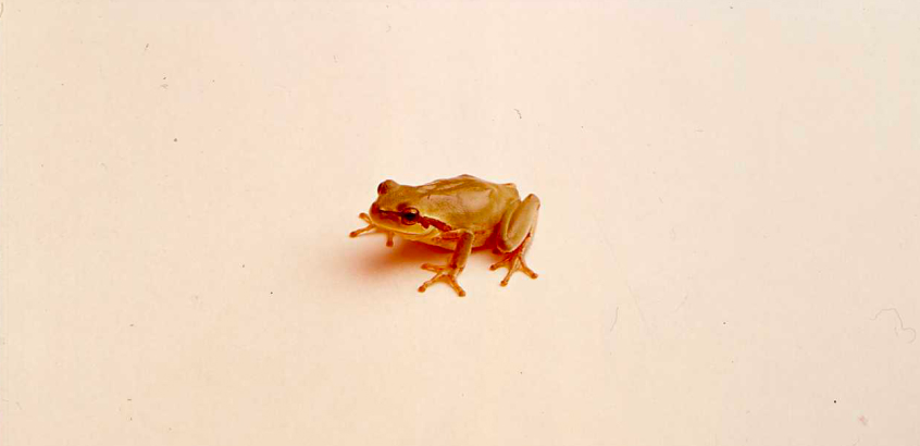 A Brazilian Treefrog