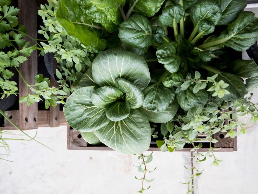 Fall Vegetable Garden