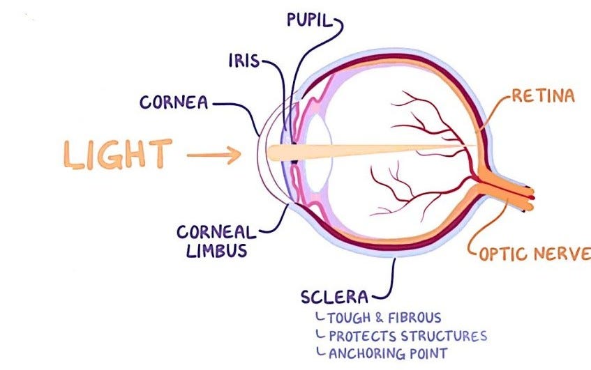 Anatomy and Physiology of the eye
