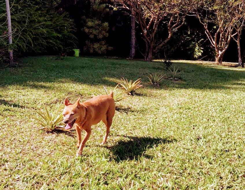 Happy dog runs through a field, squinting her eyes because the sun is so bright. Her ears and tail are up in excitement.