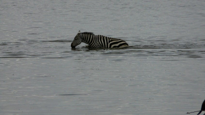 can zebras swim