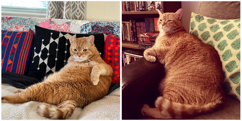 (L) orange cat lounging on sofa with back on sofa cushions; (R) orange cat sitting on sofa in front of bookshelves full of books