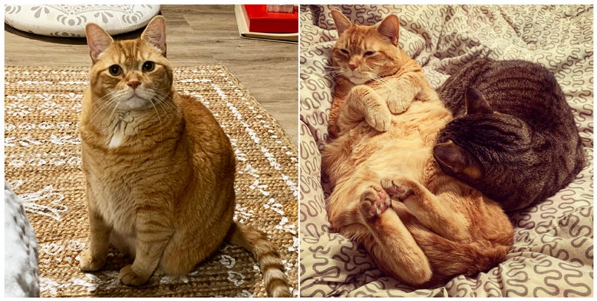 (L) Orange cat sitting on his haunches with forelegs straight in the manner of an alert guard dog; (R) Orange cat asleep on his back, front paws folded, tail tastefully covering his empty coin purse, with his grey brother using his floofy belly as a pillow.