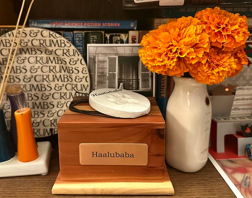 Memorabilia for Haalu on a shelf of our bookcase. A collection of his dropped whiskers to the right, the plate which used to be held below his mouth while he ate his Gerber, the pawprint on polymer clay and cremated remains in a wooden box with his name emblazoned, and orange marigolds, which always remind us of him and his bright presence in our lives.