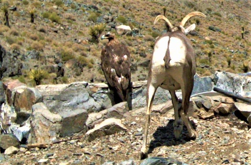 Society for the Conservation of Bighorn Sheep