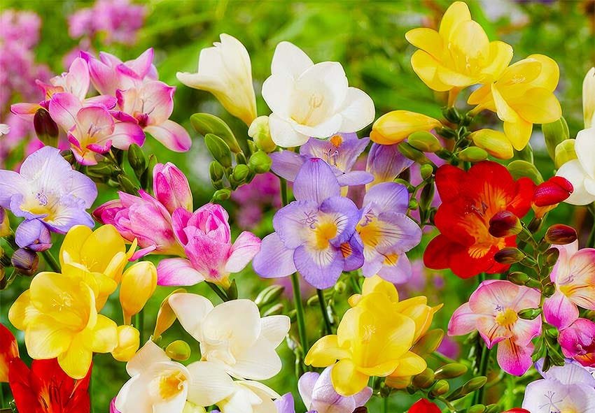 Freesia: