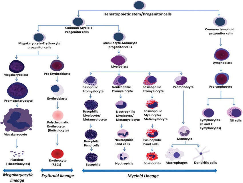 Figure.1 — Hierarchy of hematopoietic cells during normal differentiation of bone marrow-derived.