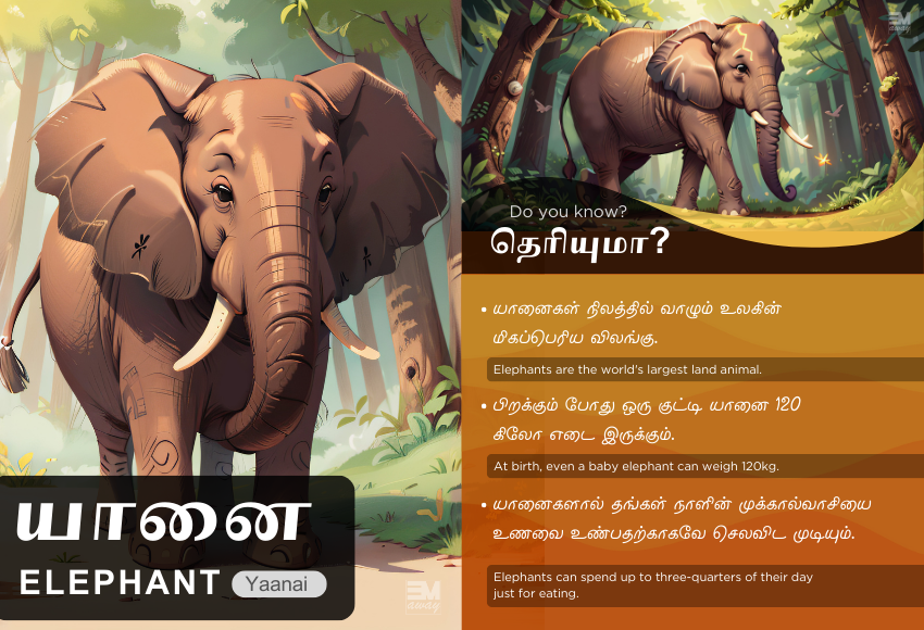 Learn Animals with Tamil names and English names. Animals’ names with Tamil and English translations. Basic facts and poster of Tamil Animals names. Here an example of an Elephant with some basic facts in Tamil is provided.