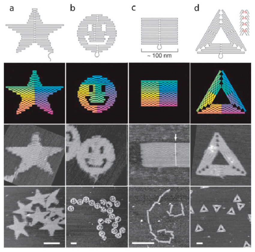 A 4-by-4 image grid depicting 4 DNA origami shapes from design to execution.
