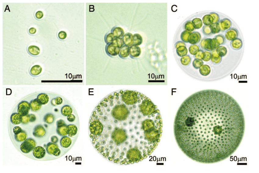 One cell algae