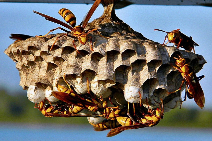 A imagem mostra um pequeno ninho de marimbondo com aspecto de colmeia contendo alguns marimbondos agarrados.