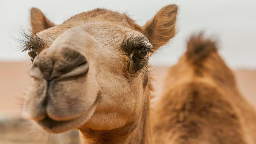 A close up image of a camel’s face, side on. Camel has long lashes.