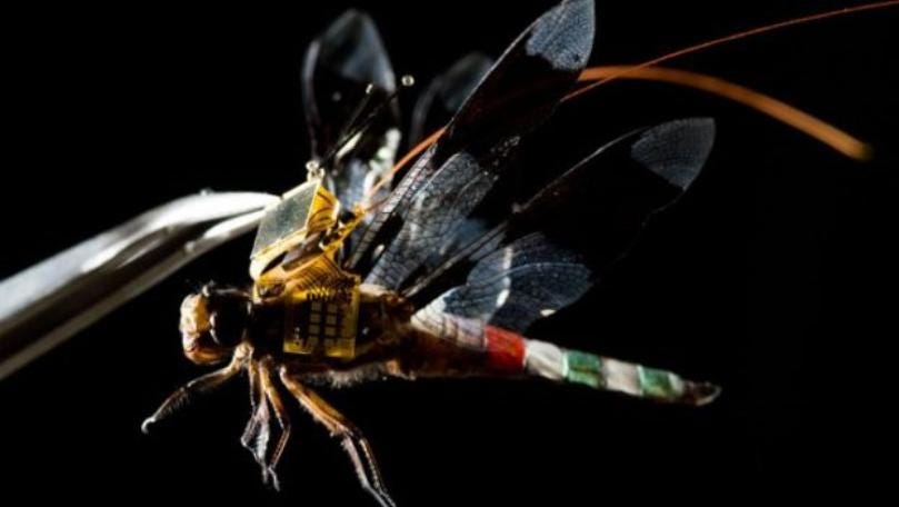 insect spy drone