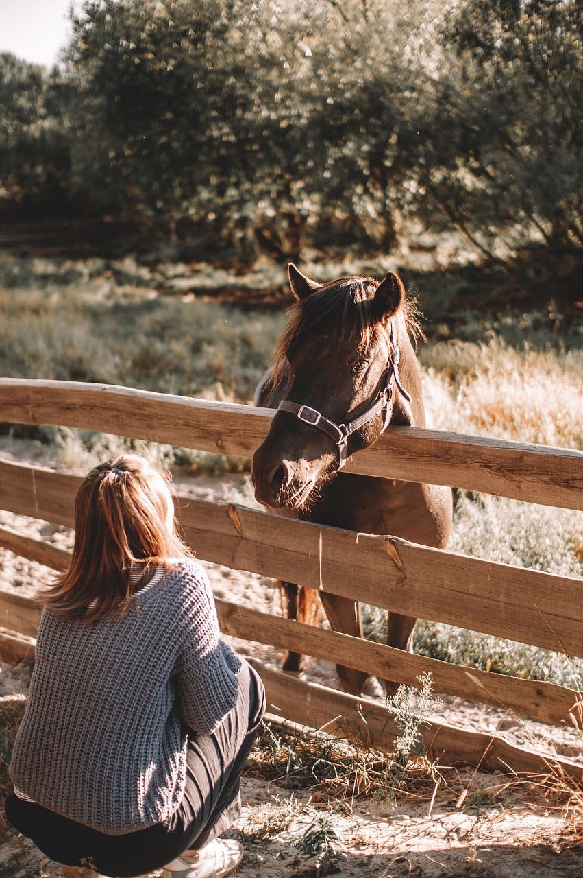 A crouching lady looks up at a horse who is stood the other side of a fence.