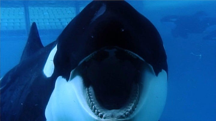 Blackfish_Dogwoof_Documentary_7_1600_900_85