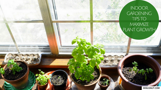 III. Choosing the Right Plants for Indoor Gardening 