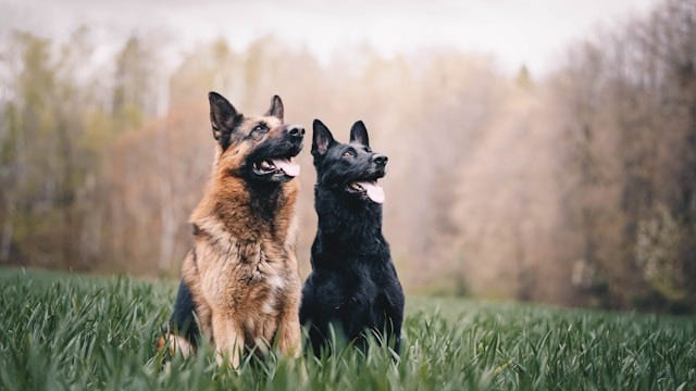 The 10 Best Dog Breeds for Protection